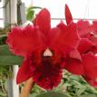 Cattleya Orchid