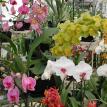 Orchids