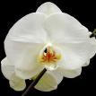 Phalaenopsis Orchid